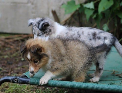 des Bordes Rouges - Chiots