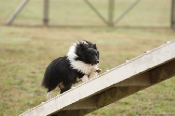 des Bordes Rouges - Agility-Cyween