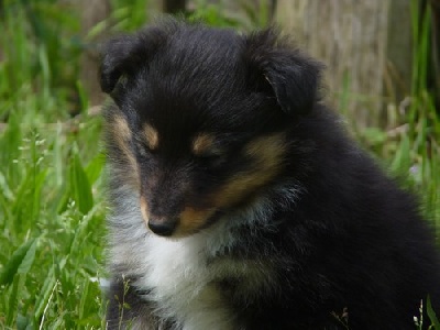 des Bordes Rouges - Chiots....