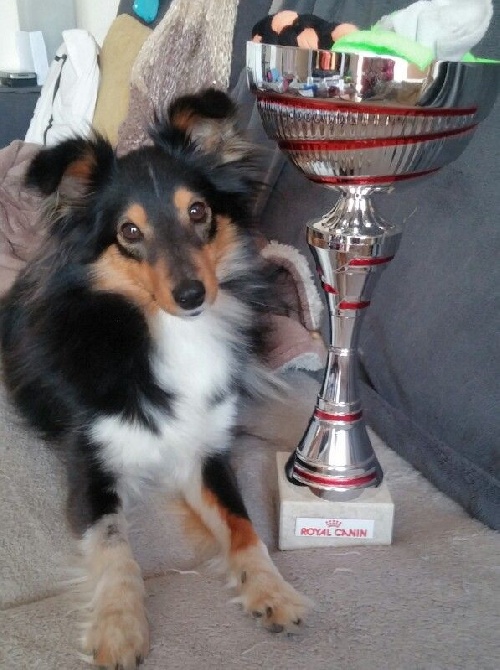 des Bordes Rouges - Agility-Héléna et Luna