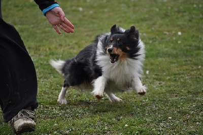 des Bordes Rouges - Agility-Dawa