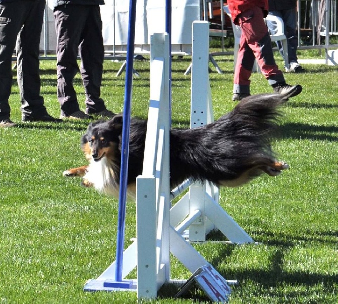 des Bordes Rouges - Agility-Magali et Guinness