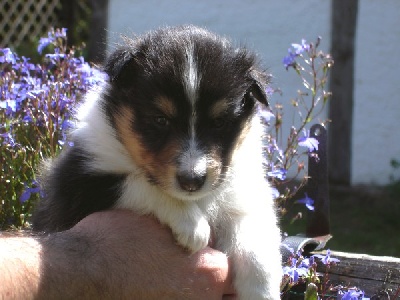 des Bordes Rouges - Chiots