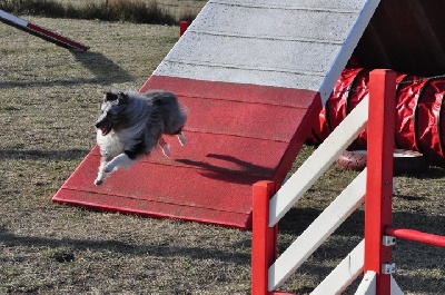 des Bordes Rouges - Agility