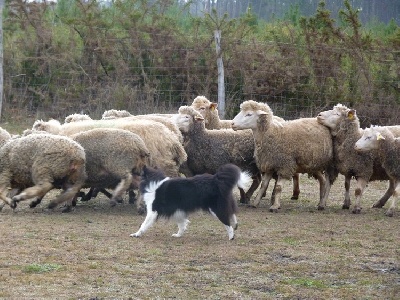 des Bordes Rouges - CANT- CSAU