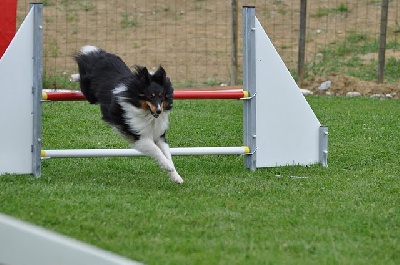 des Bordes Rouges - Agility-Dawa