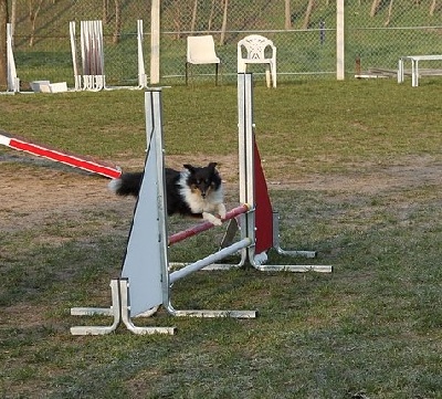 des Bordes Rouges - Agility-Gadget