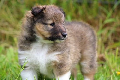 des Bordes Rouges - Chiots