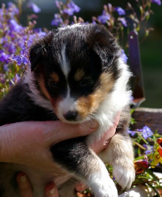 des Bordes Rouges - Chiots