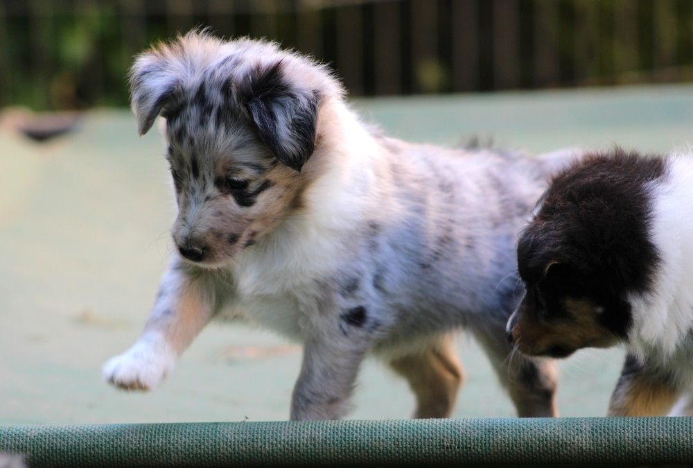 des Bordes Rouges - Chiots