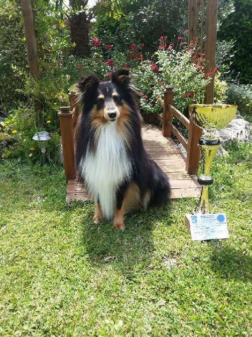 des Bordes Rouges - Agility-Guiness