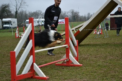 des Bordes Rouges - Agility-Deux frères en finale!!