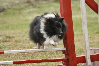 des Bordes Rouges - Agility