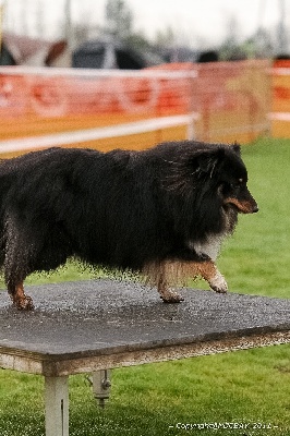 des Bordes Rouges - Agility