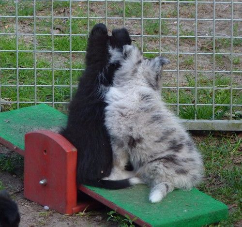 des Bordes Rouges - Chiots