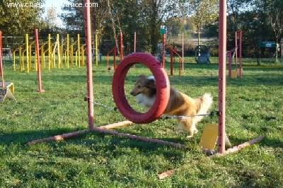 des Bordes Rouges - Agility