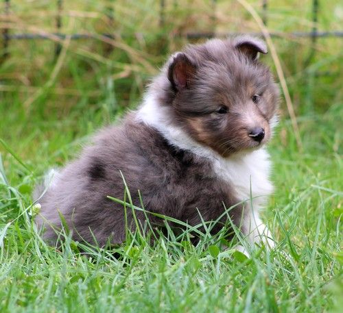 des Bordes Rouges - Chiot disponible  - Shetland Sheepdog