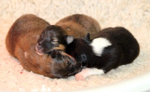 des Bordes Rouges - Chiot disponible  - Shetland Sheepdog