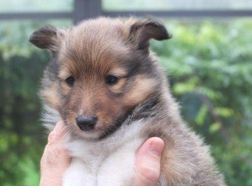 des Bordes Rouges - Chiot disponible  - Shetland Sheepdog