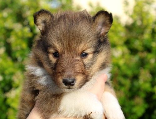 des Bordes Rouges - Chiot disponible  - Shetland Sheepdog