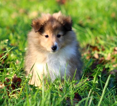 des Bordes Rouges - Chiot disponible  - Shetland Sheepdog