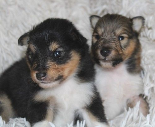 des Bordes Rouges - Chiot disponible  - Shetland Sheepdog