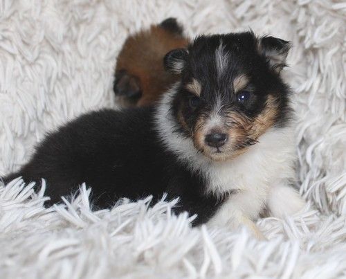 des Bordes Rouges - Chiot disponible  - Shetland Sheepdog