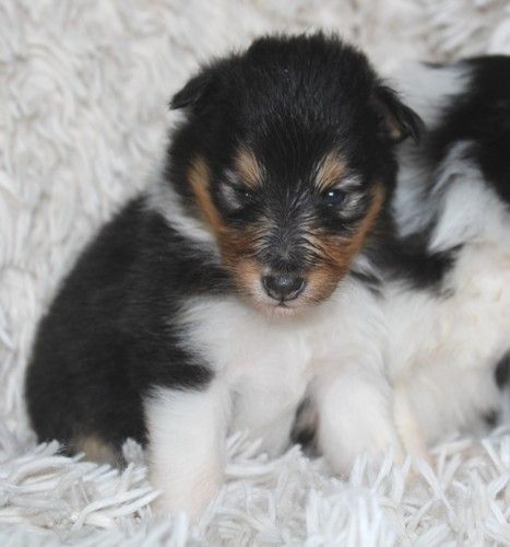 des Bordes Rouges - Chiot disponible  - Shetland Sheepdog