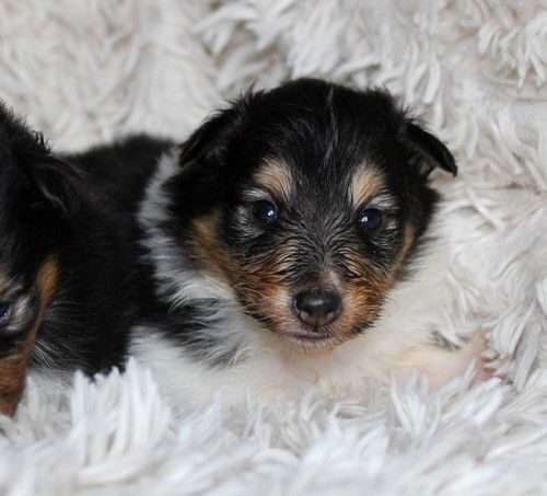 des Bordes Rouges - Chiot disponible  - Shetland Sheepdog