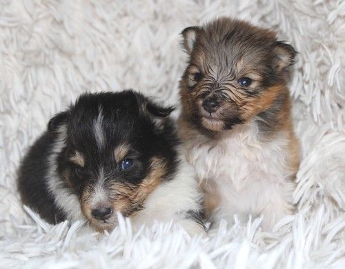 des Bordes Rouges - Chiot disponible  - Shetland Sheepdog