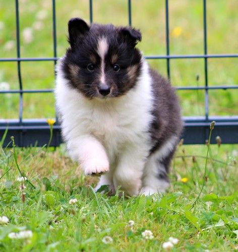 des Bordes Rouges - Chiot disponible  - Shetland Sheepdog