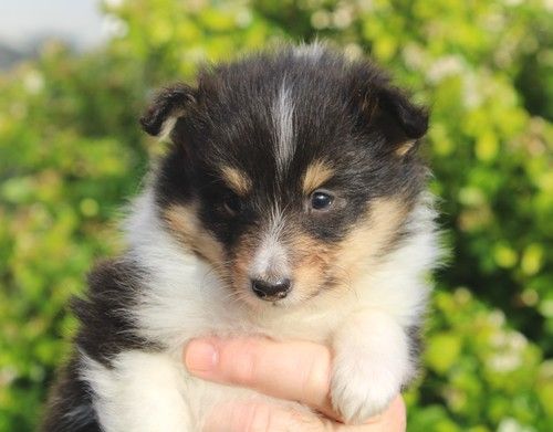 des Bordes Rouges - Chiot disponible  - Shetland Sheepdog