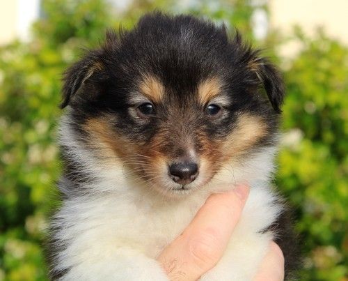 des Bordes Rouges - Chiot disponible  - Shetland Sheepdog