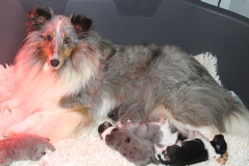 chiot Shetland Sheepdog des Bordes Rouges