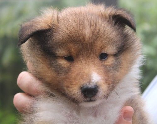 des Bordes Rouges - Chiot disponible  - Shetland Sheepdog