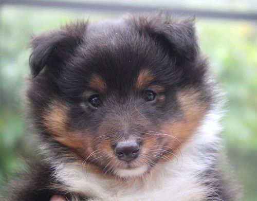 des Bordes Rouges - Chiot disponible  - Shetland Sheepdog