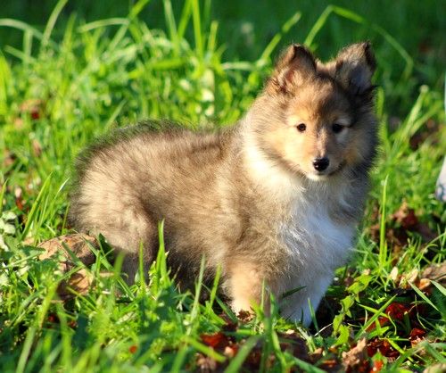 des Bordes Rouges - Chiot disponible  - Shetland Sheepdog