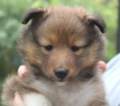 des Bordes Rouges - Chiot disponible  - Shetland Sheepdog