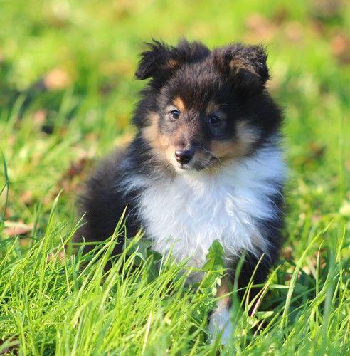 des Bordes Rouges - Chiot disponible  - Shetland Sheepdog