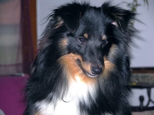 Callie des Bordes Rouges
