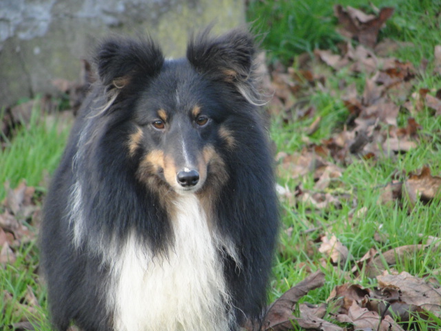 Ghost des Bordes Rouges