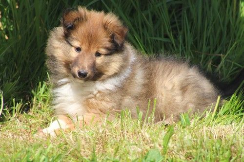 des Bordes Rouges - Chiots