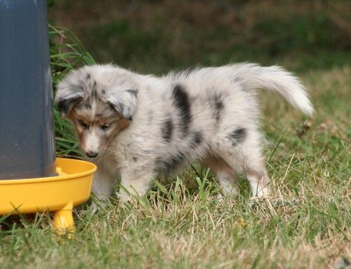 des Bordes Rouges - Chiots 2018