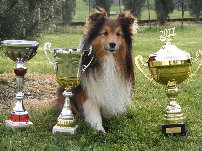 des Bordes Rouges - Agility-Cooper