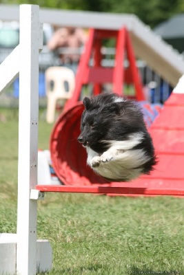 des Bordes Rouges - Agility