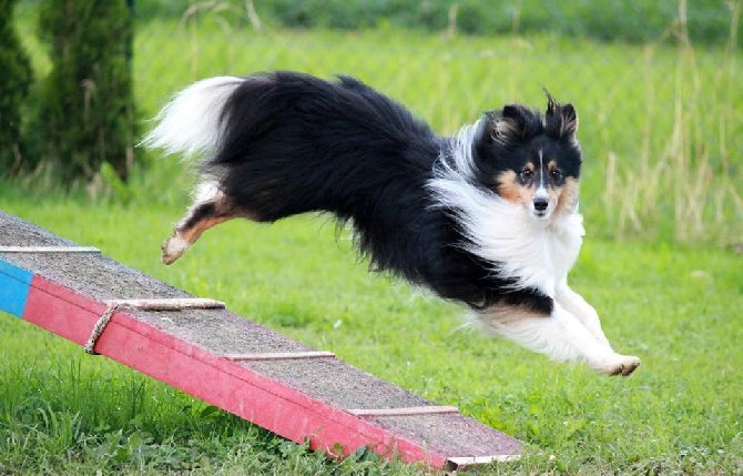 des Bordes Rouges - Agility: Natasha et Deusty