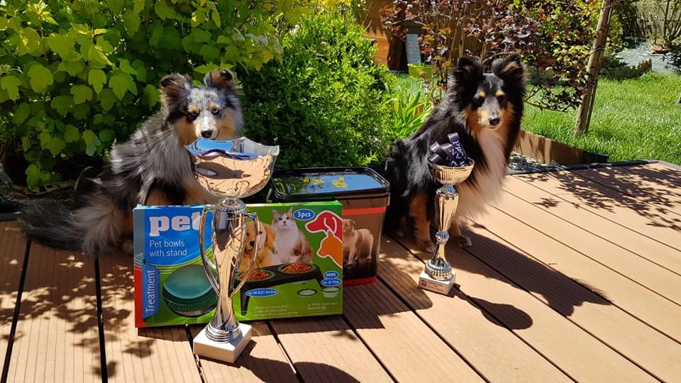 des Bordes Rouges - Agility- Guinness et Mad Max
