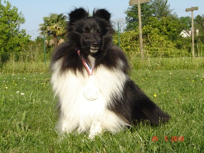 des Bordes Rouges - Agility: deux Bordes Rouges en finale !