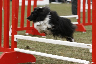 des Bordes Rouges - Agility-Cyween
