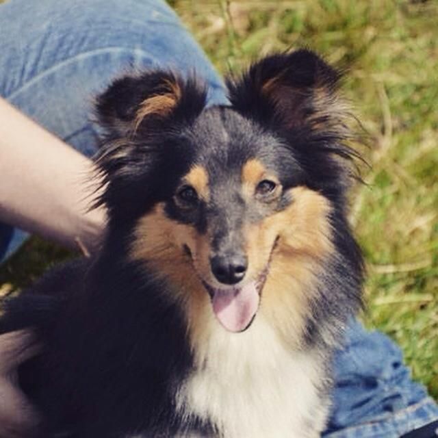 des Bordes Rouges - Agility-Héléna et Luna